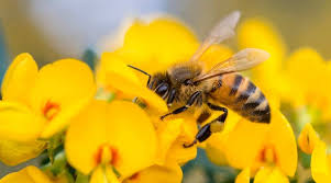 cretan honey