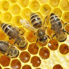 cretebees