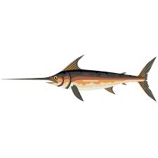 Swordfish